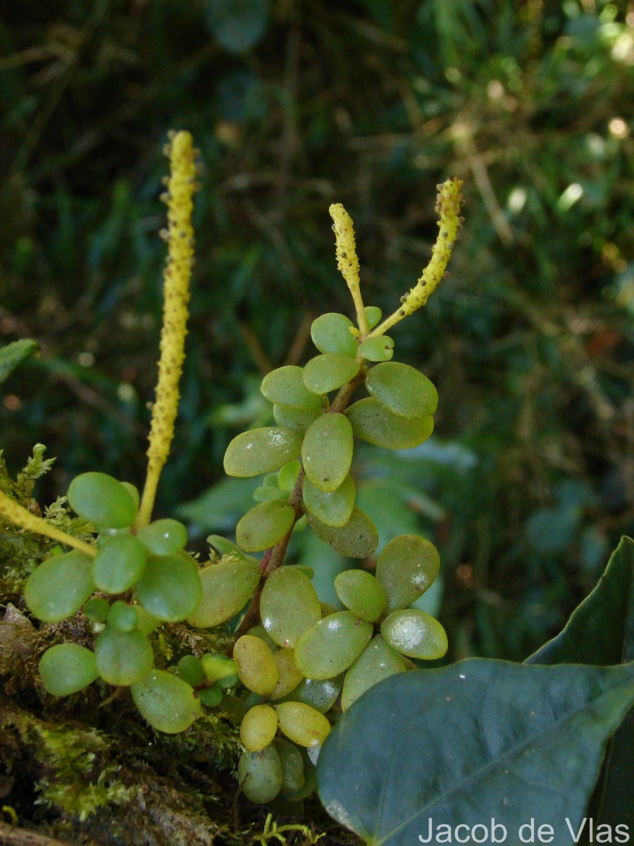 Peperomia tetraphylla (G.Forst.) Hook. & Arn.